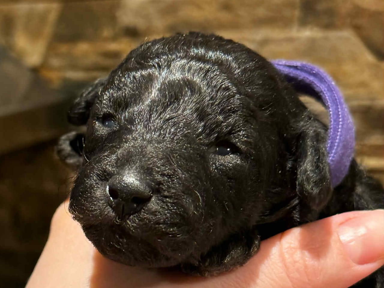 A’Liewehrs Margaret Hamilton