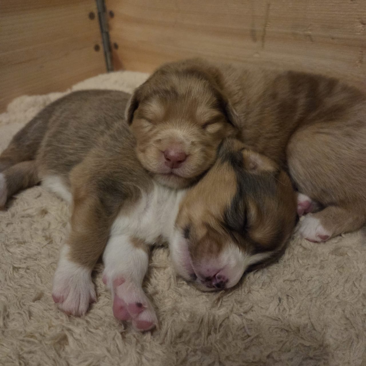 Australian Shepherd/ Tollare