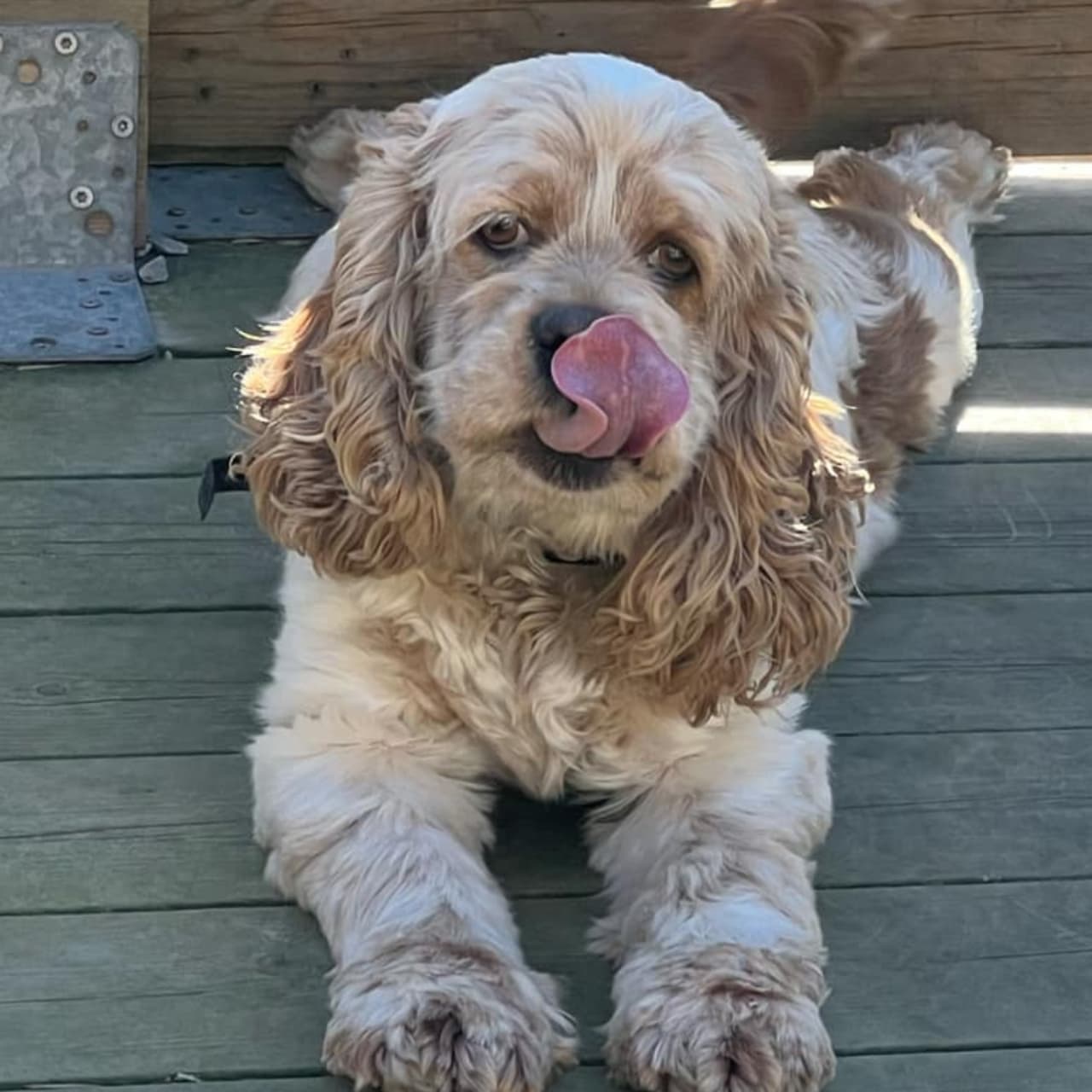Amerikansk cocker spaniel