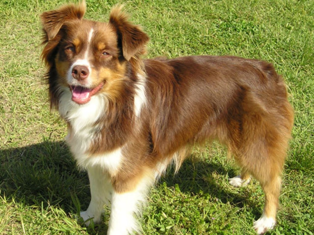 Miniature American Shepherd