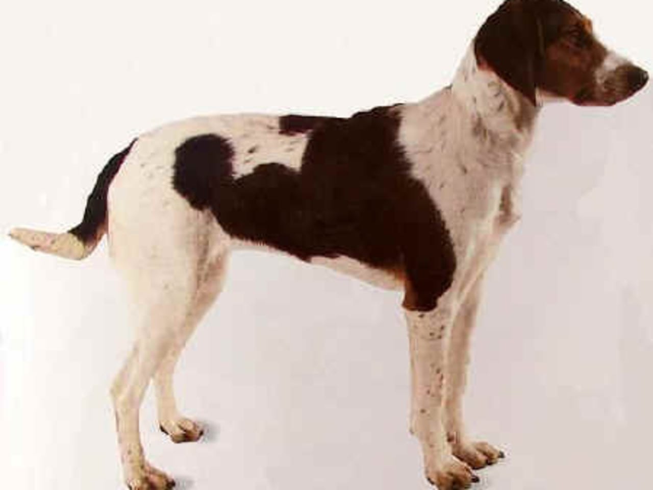 Halden Hound (Haldenstøver)