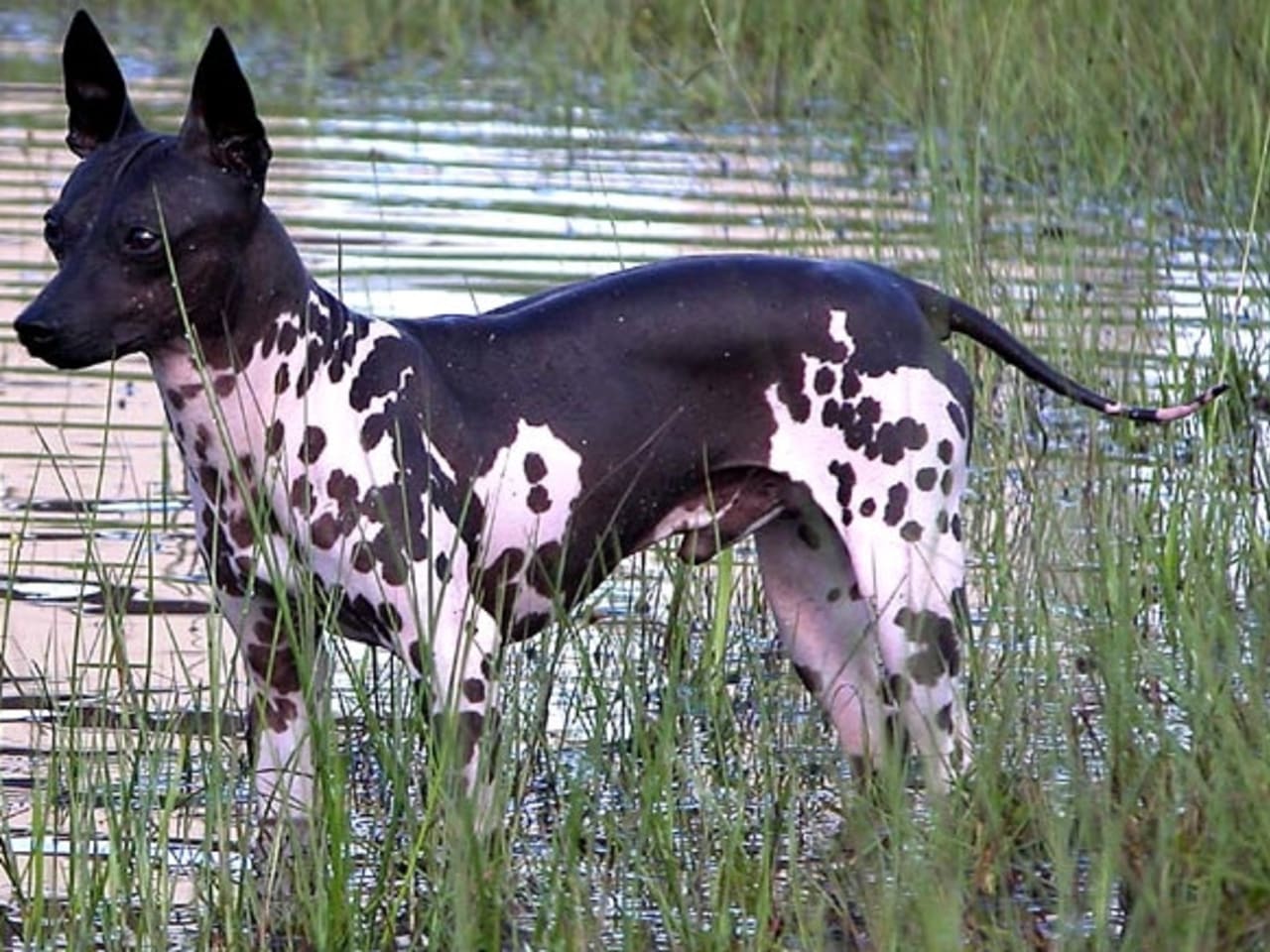 American Hairless Terrier