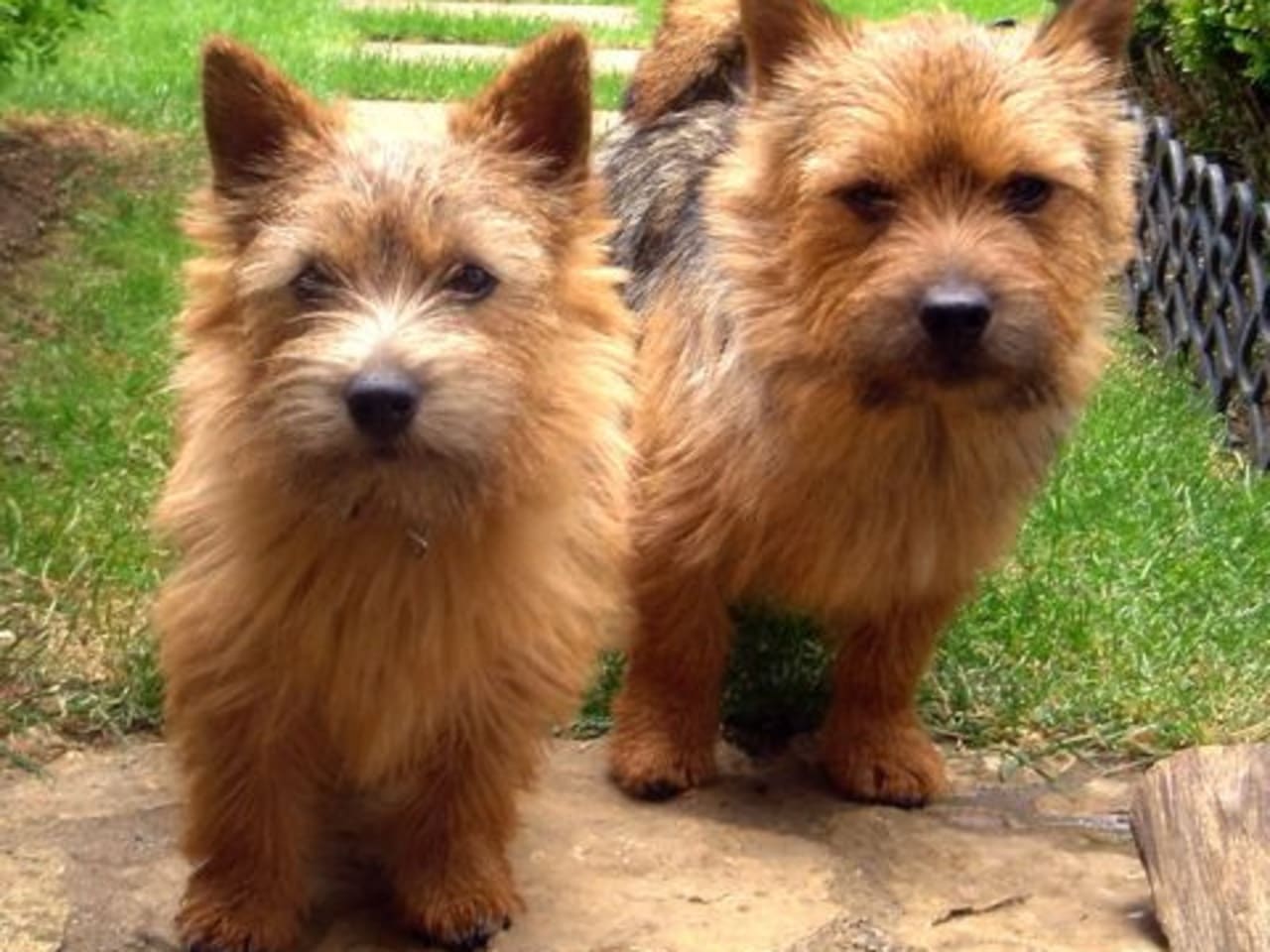Norwich Terrier
