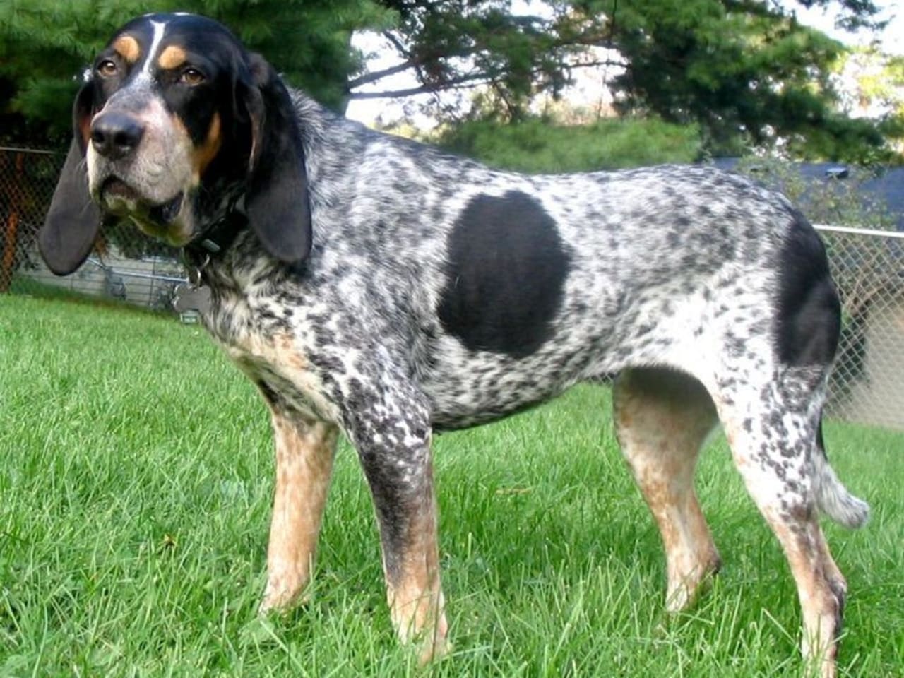 Bluetick Coonhound