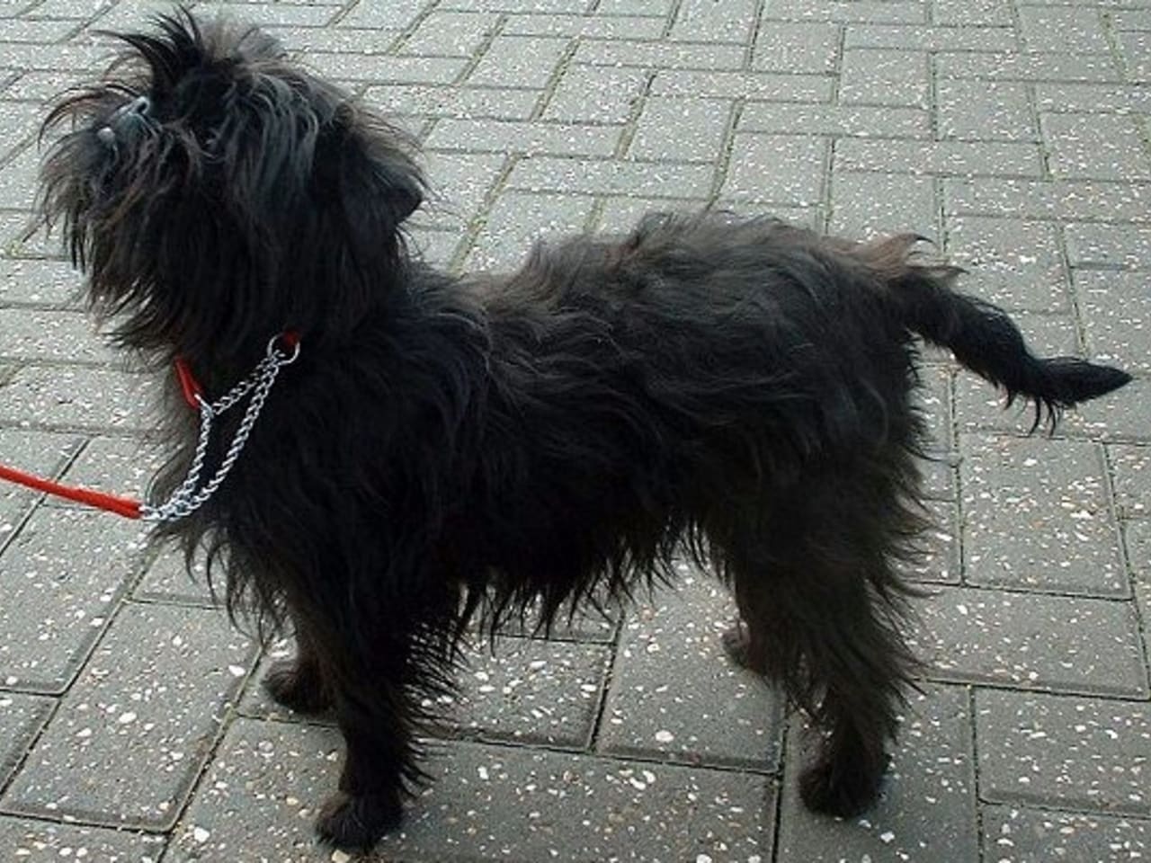 Affenpinscher