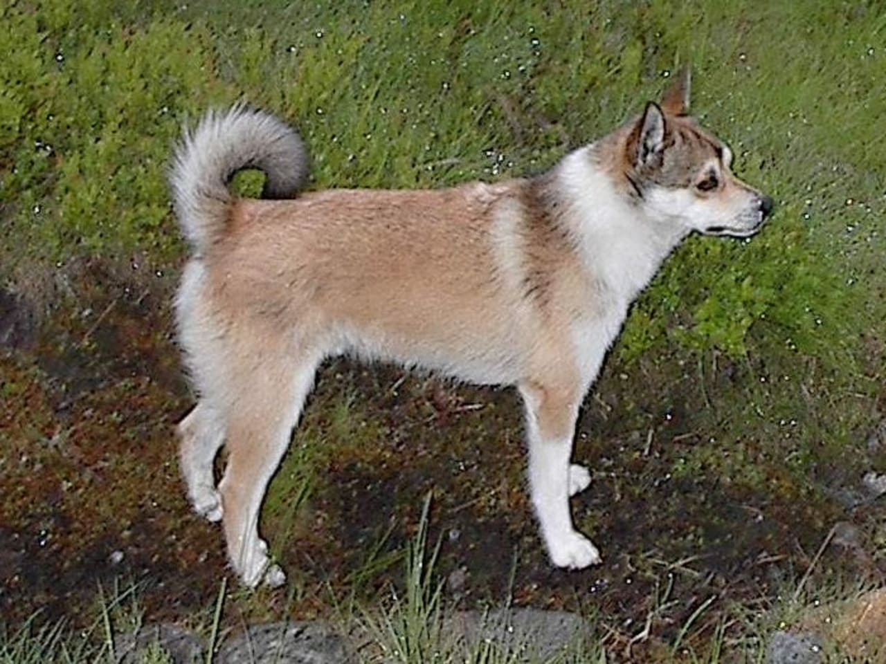 Norwegian Lundehund