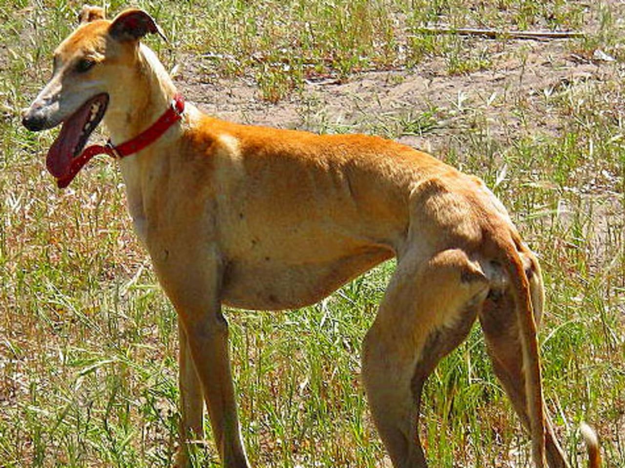 Spanish Greyhound