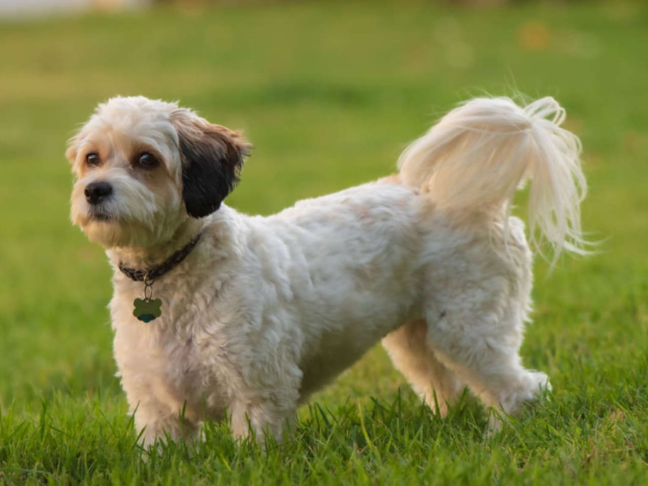 Cavachon