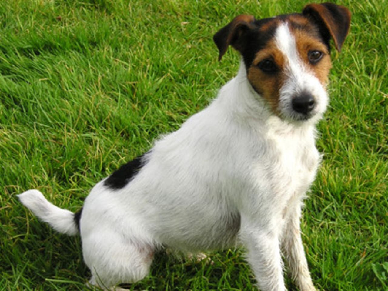 Parson Russell Terrier