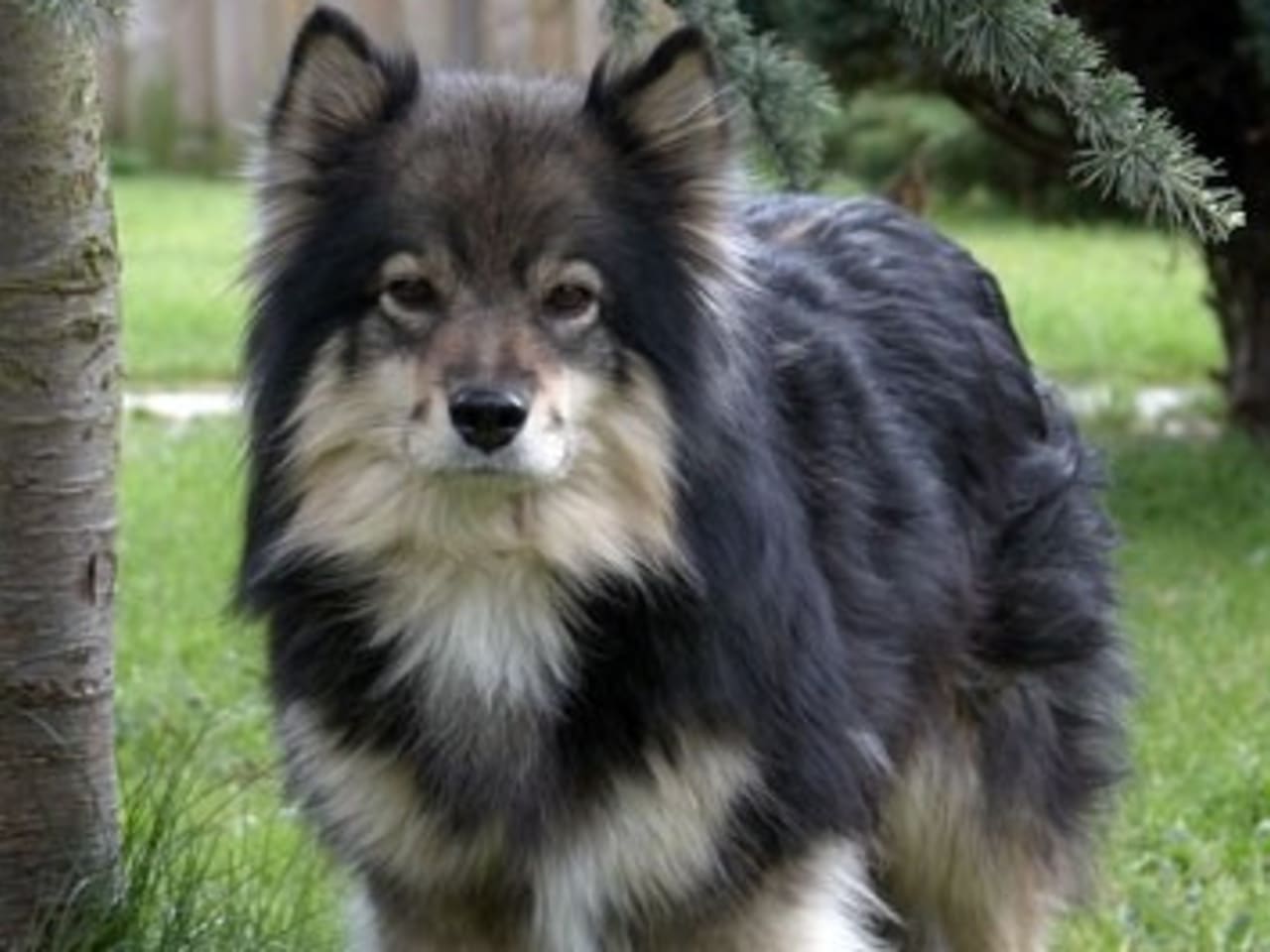 Finnish Lapphund