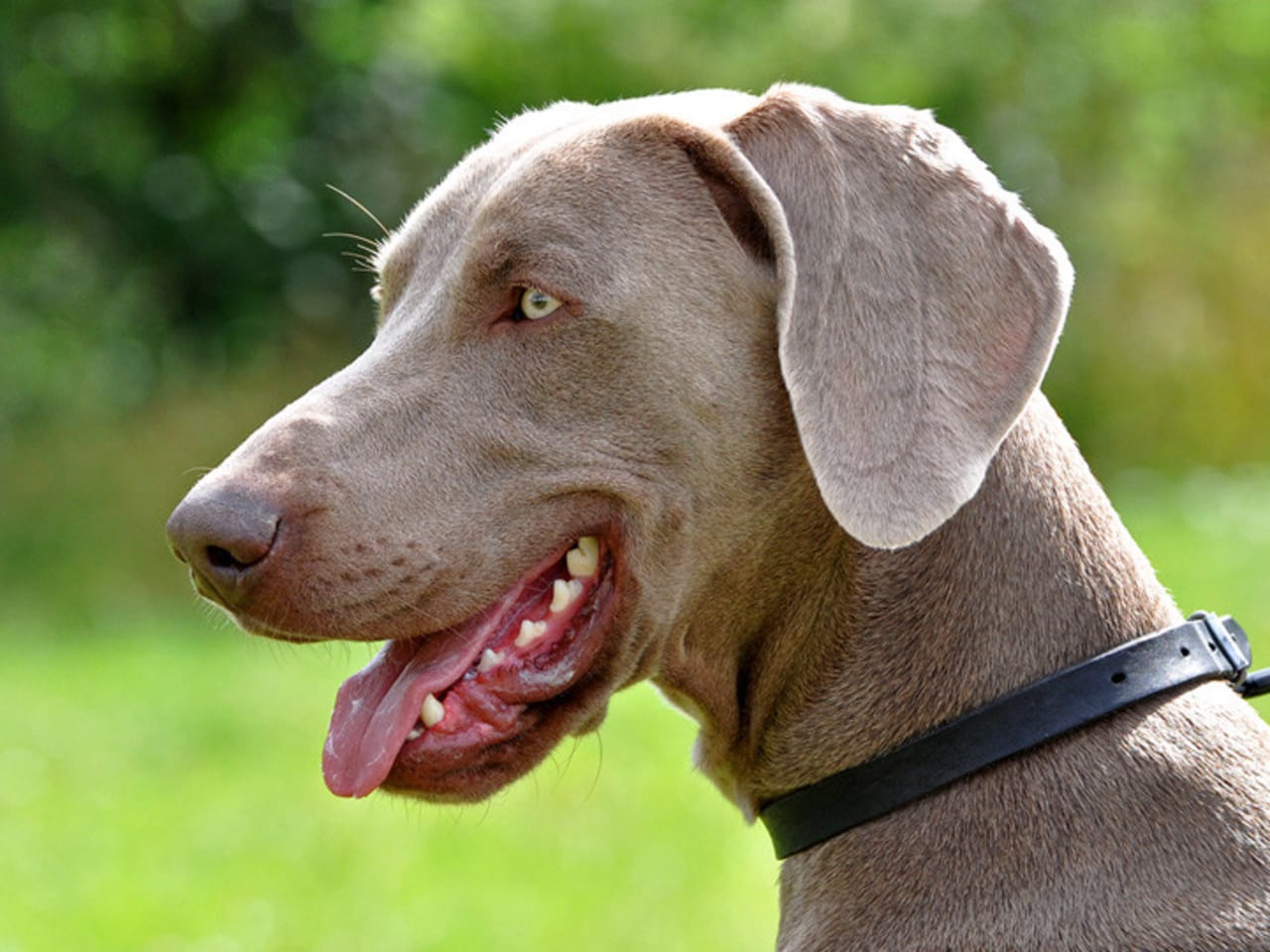 Weimaraner