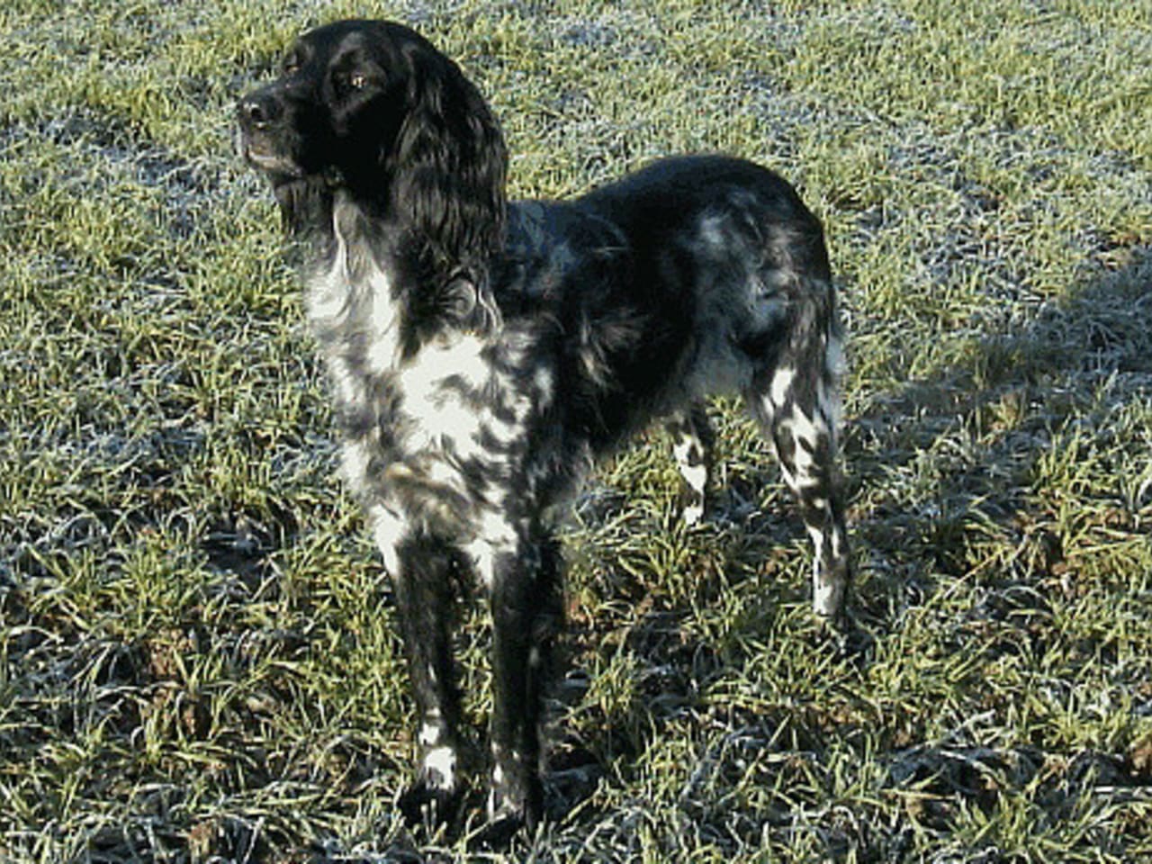 Large Münsterländer