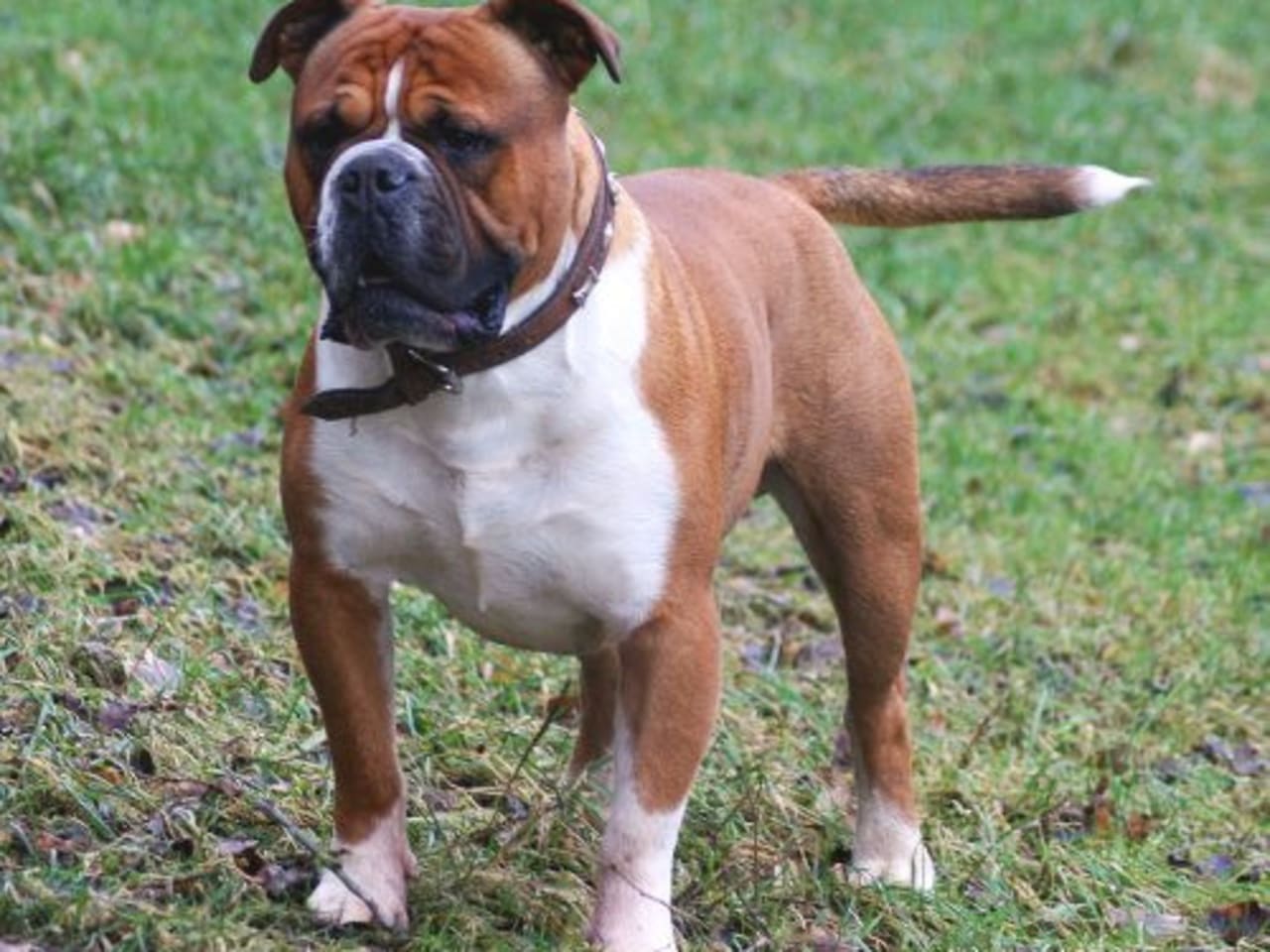 Olde English Bulldogge