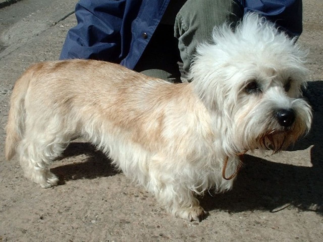 Dandie Dinmont Terrier