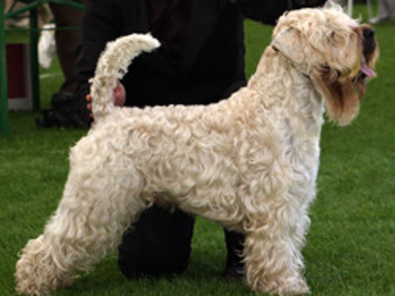 Irish Soft Coated Wheaten Terrier