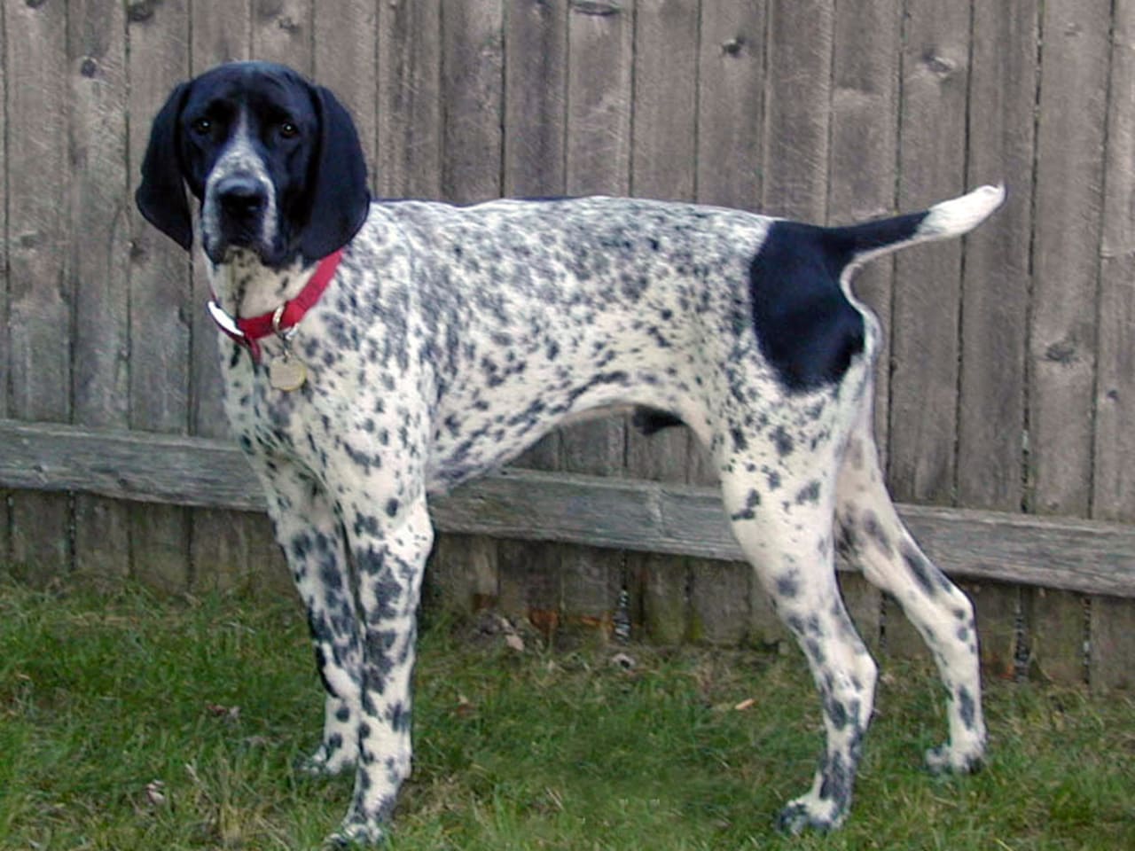Auvergne Pointer (Braque d'Auvergne)