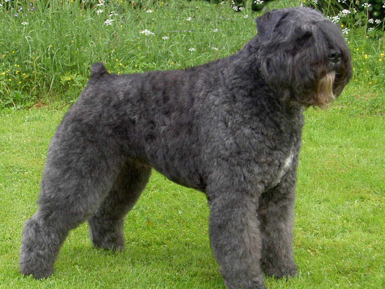 Bouvier des Flandres