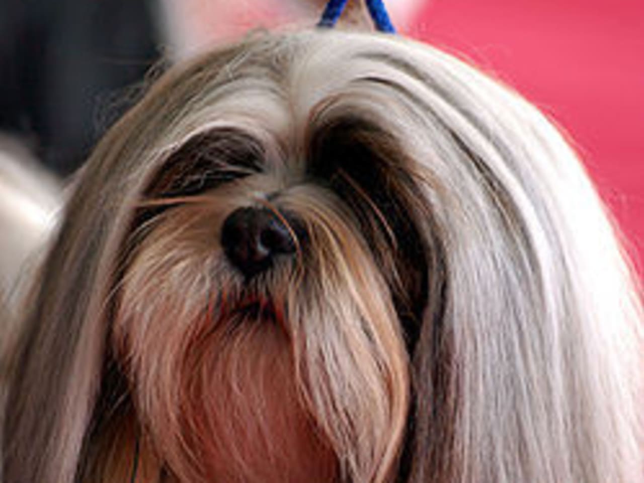 Lhasa apso