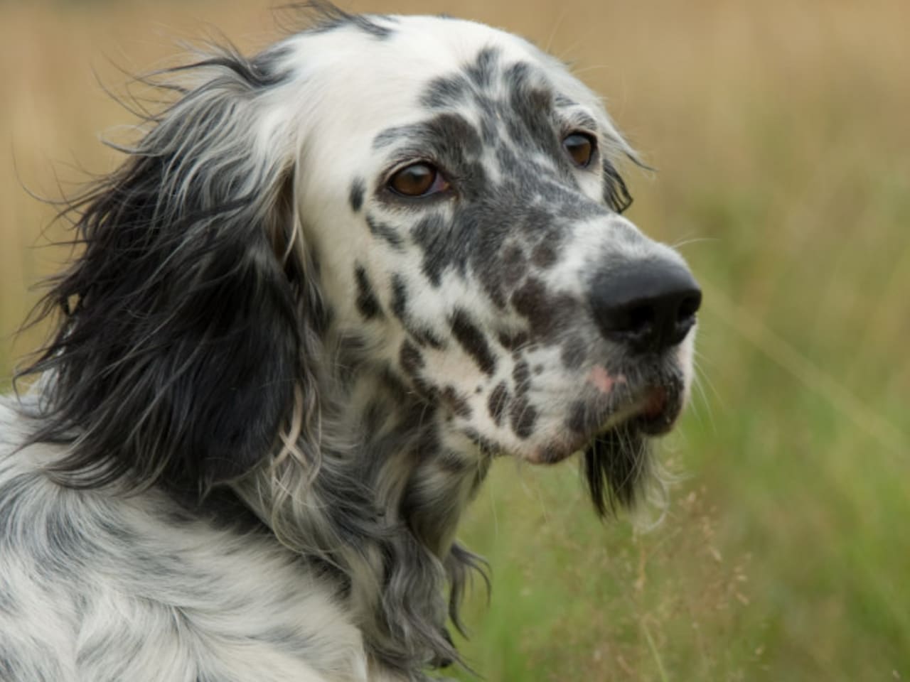 English Setter