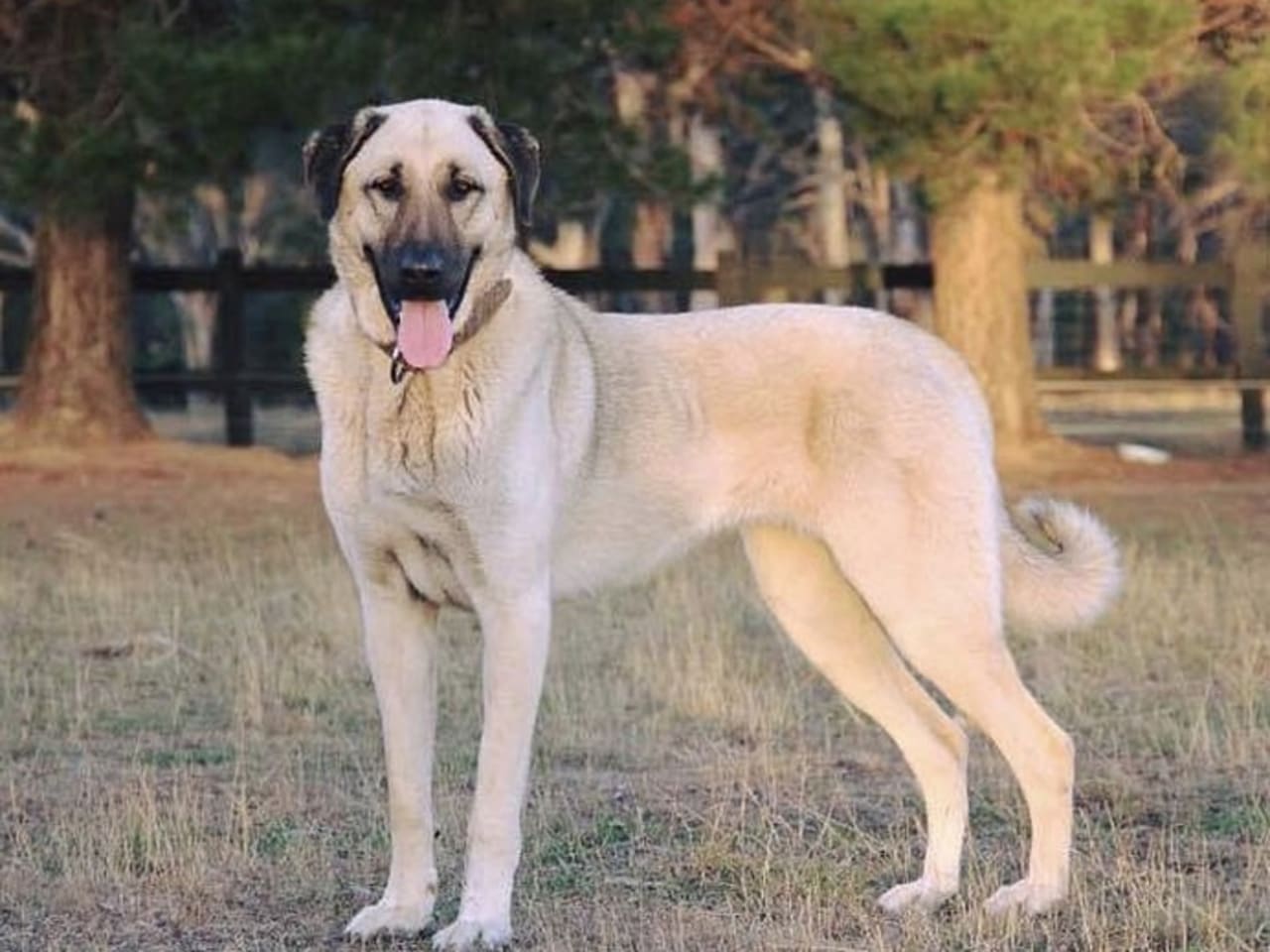 Kangal Shepherd Dog