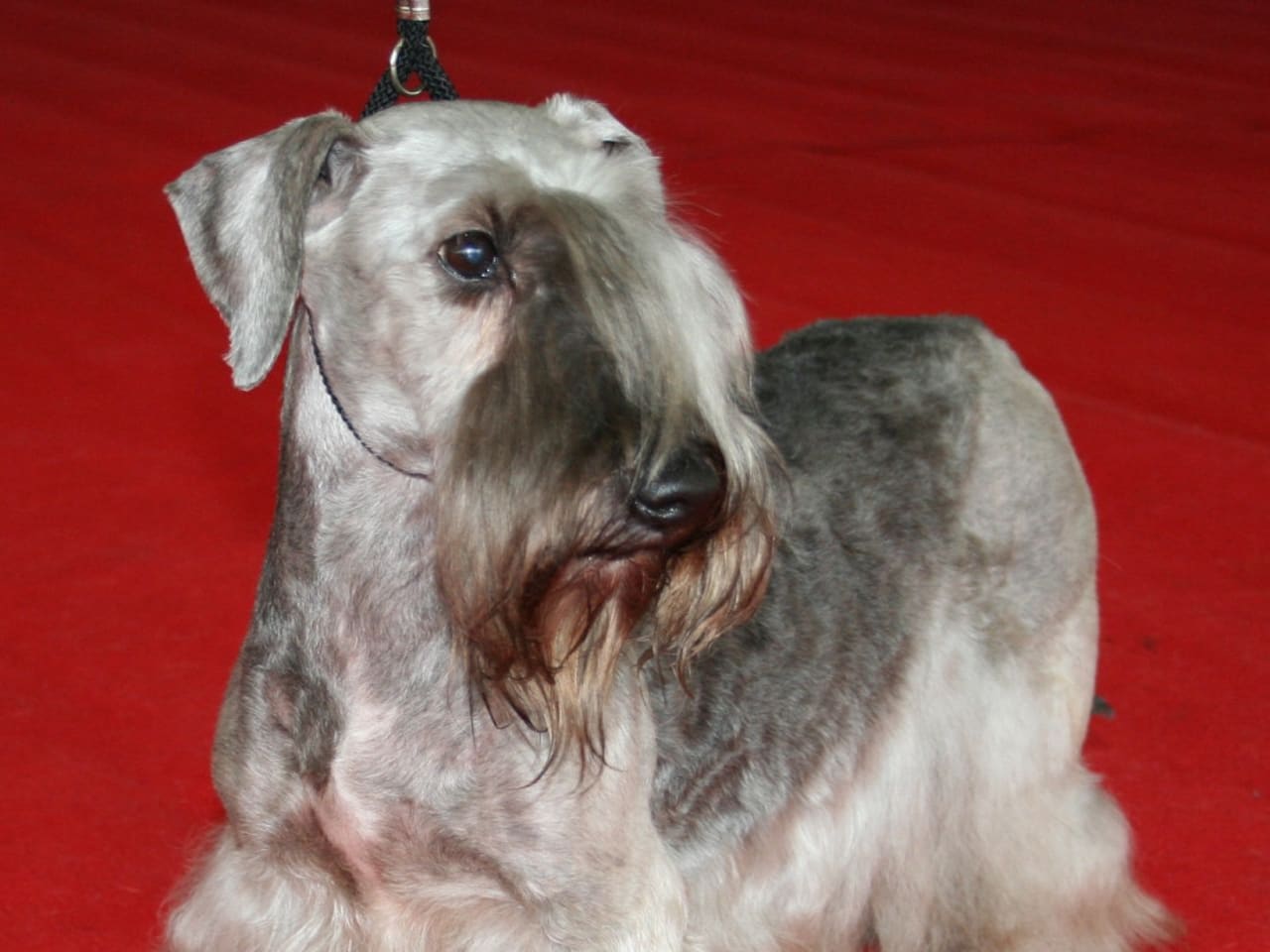 Cesky Terrier