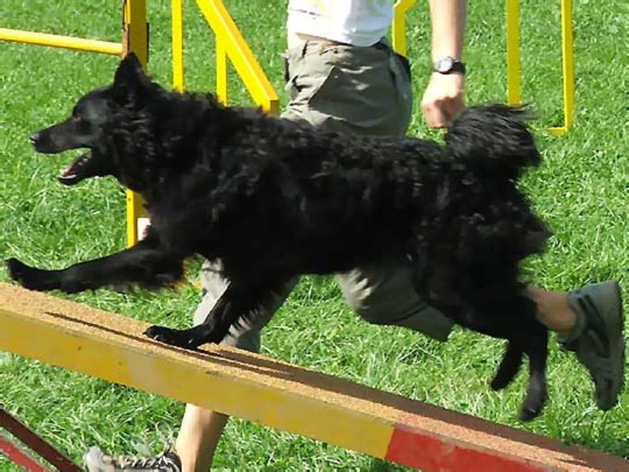 Croatian Sheepdog
