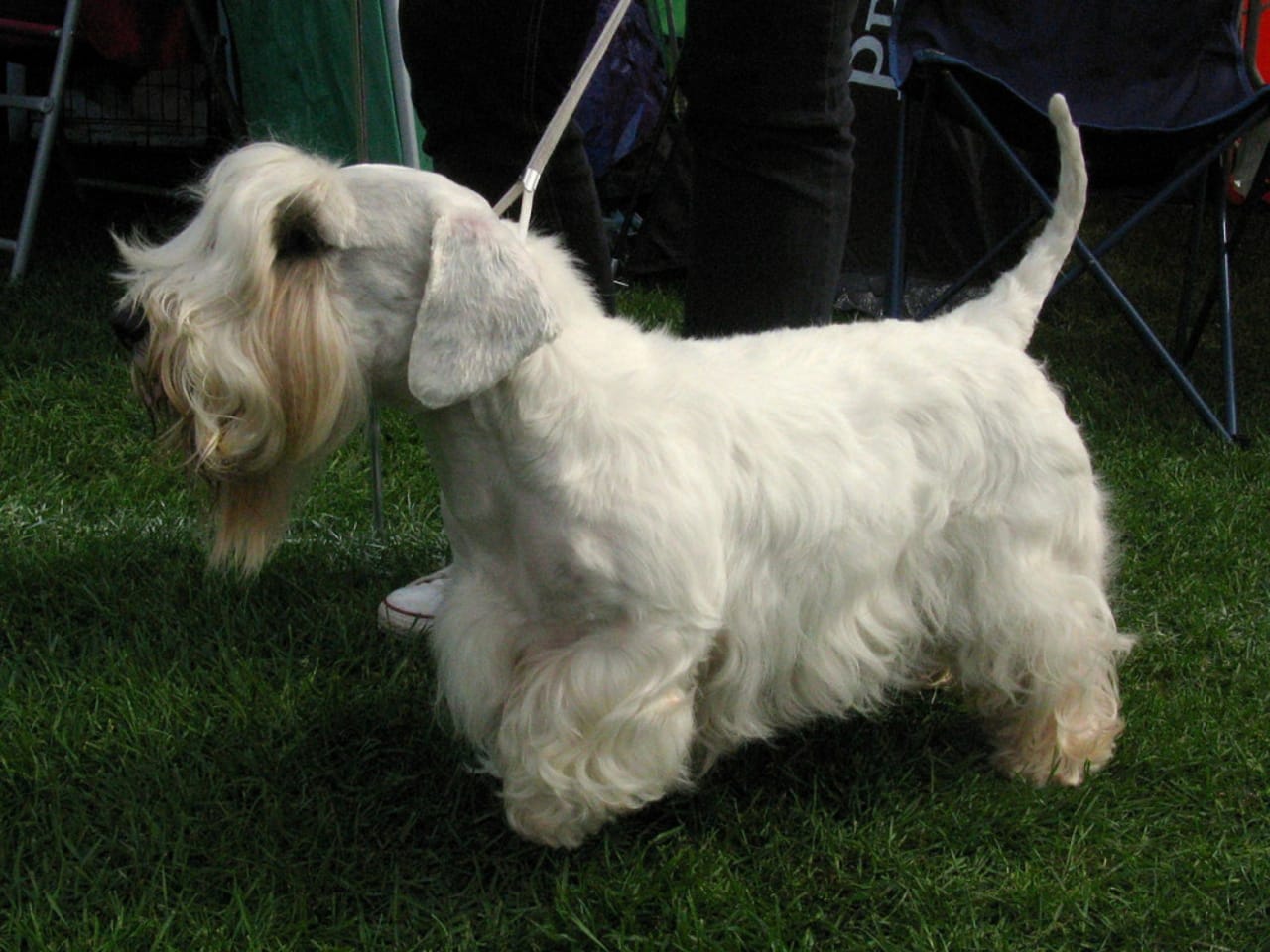 Sealyham Terrier