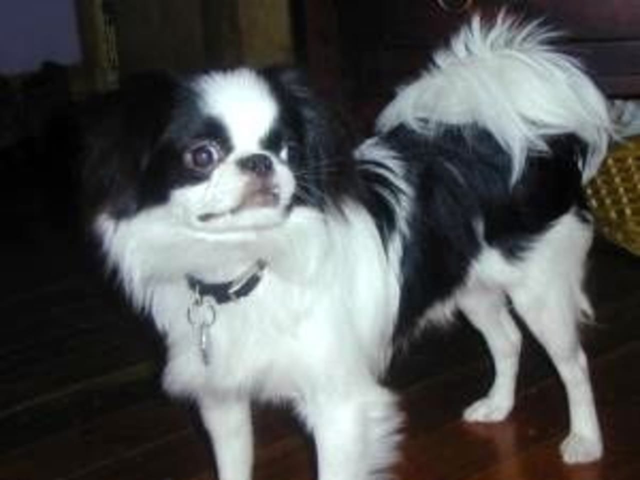 Japanese Chin