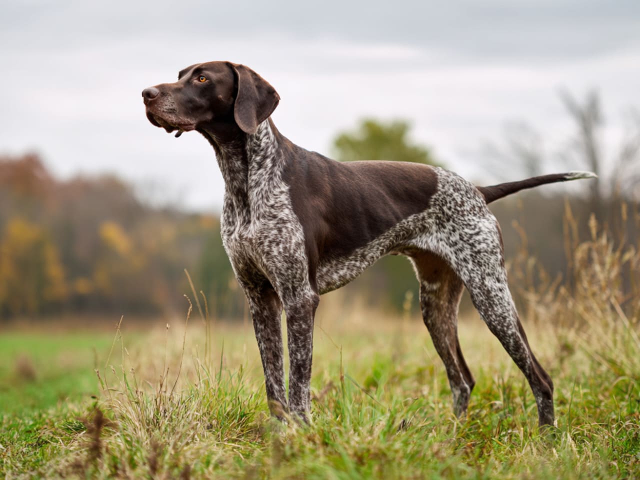 German Shorthaired Pointer (Vorsteh)