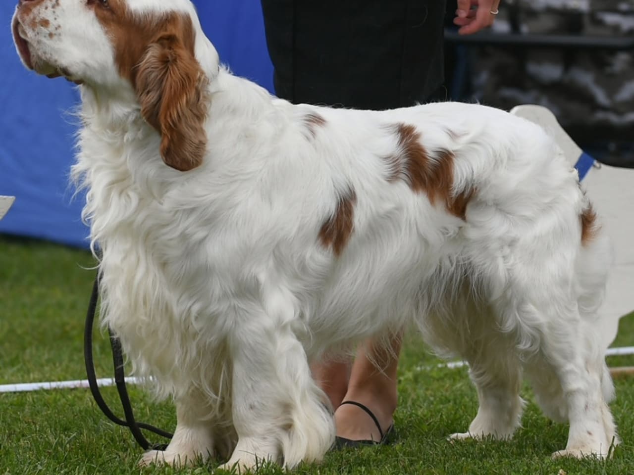Clumber Spaniel