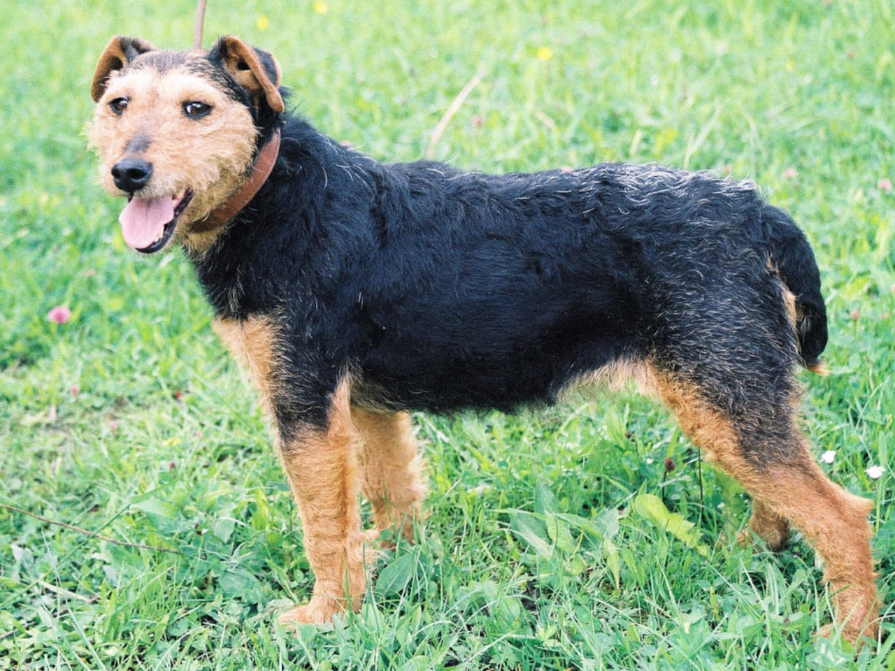 German Hunt Terrier