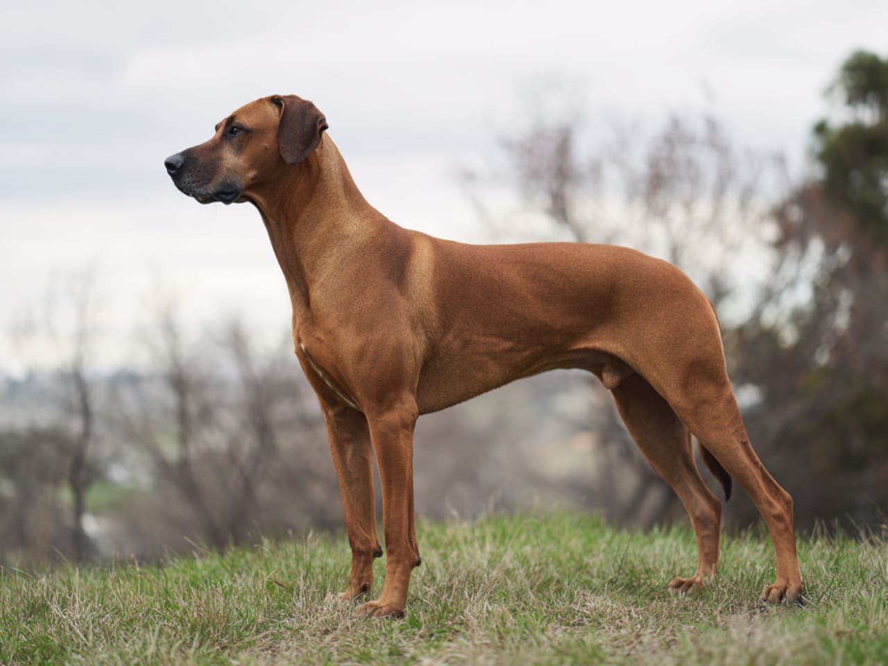 Rhodesian Ridgeback