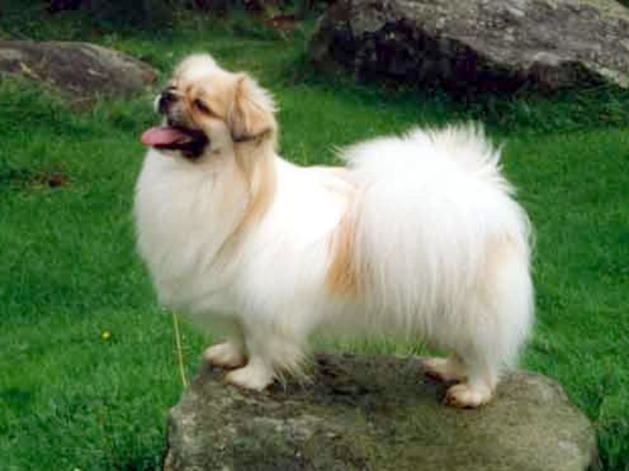 Tibetan Spaniel