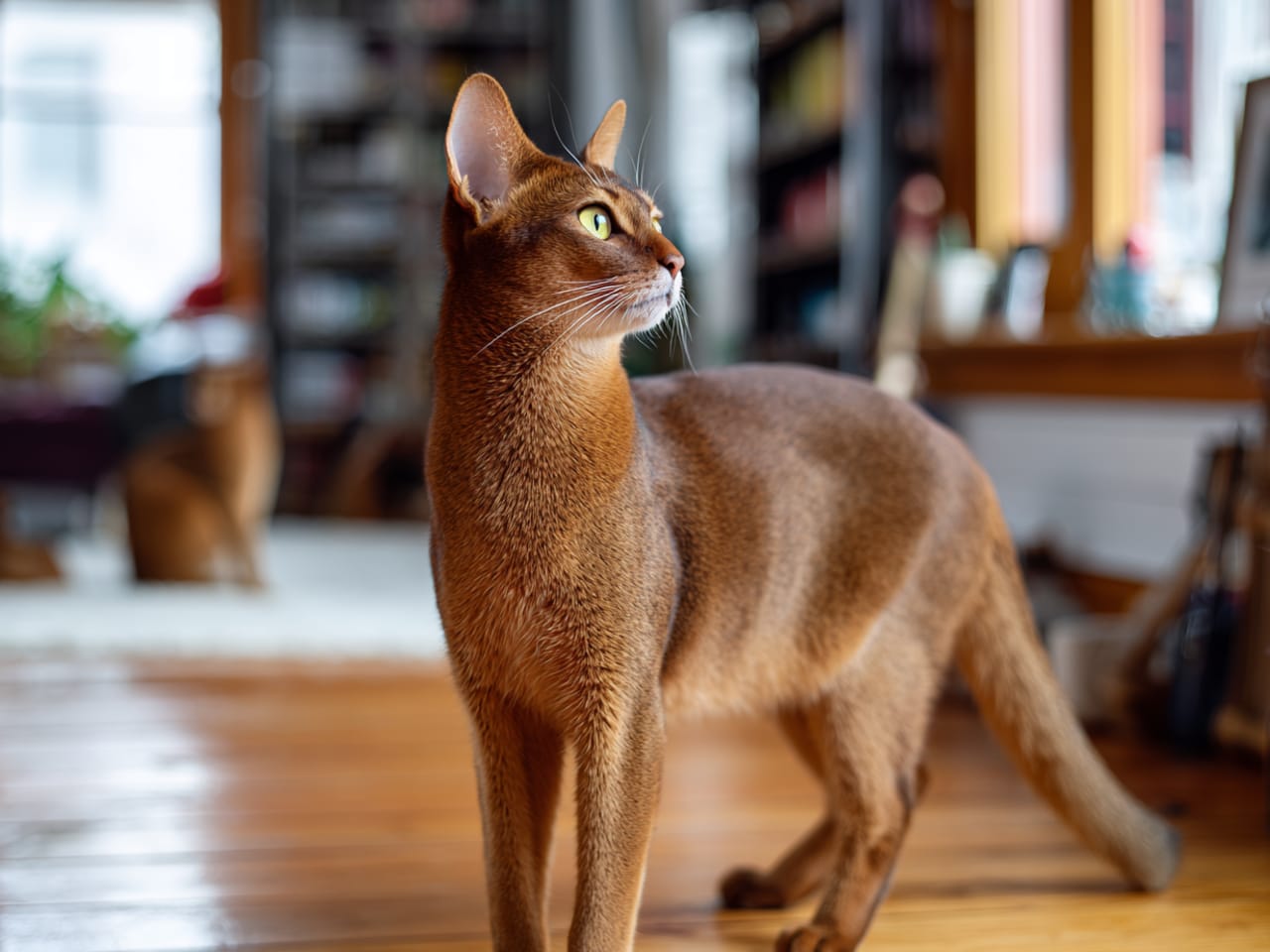 Abyssinian