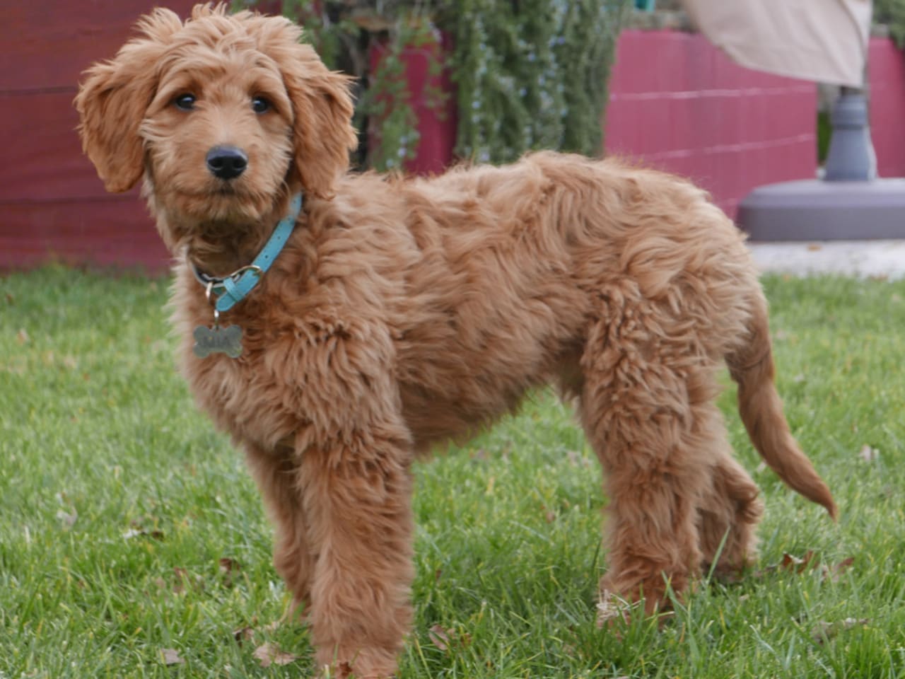 Goldendoodle