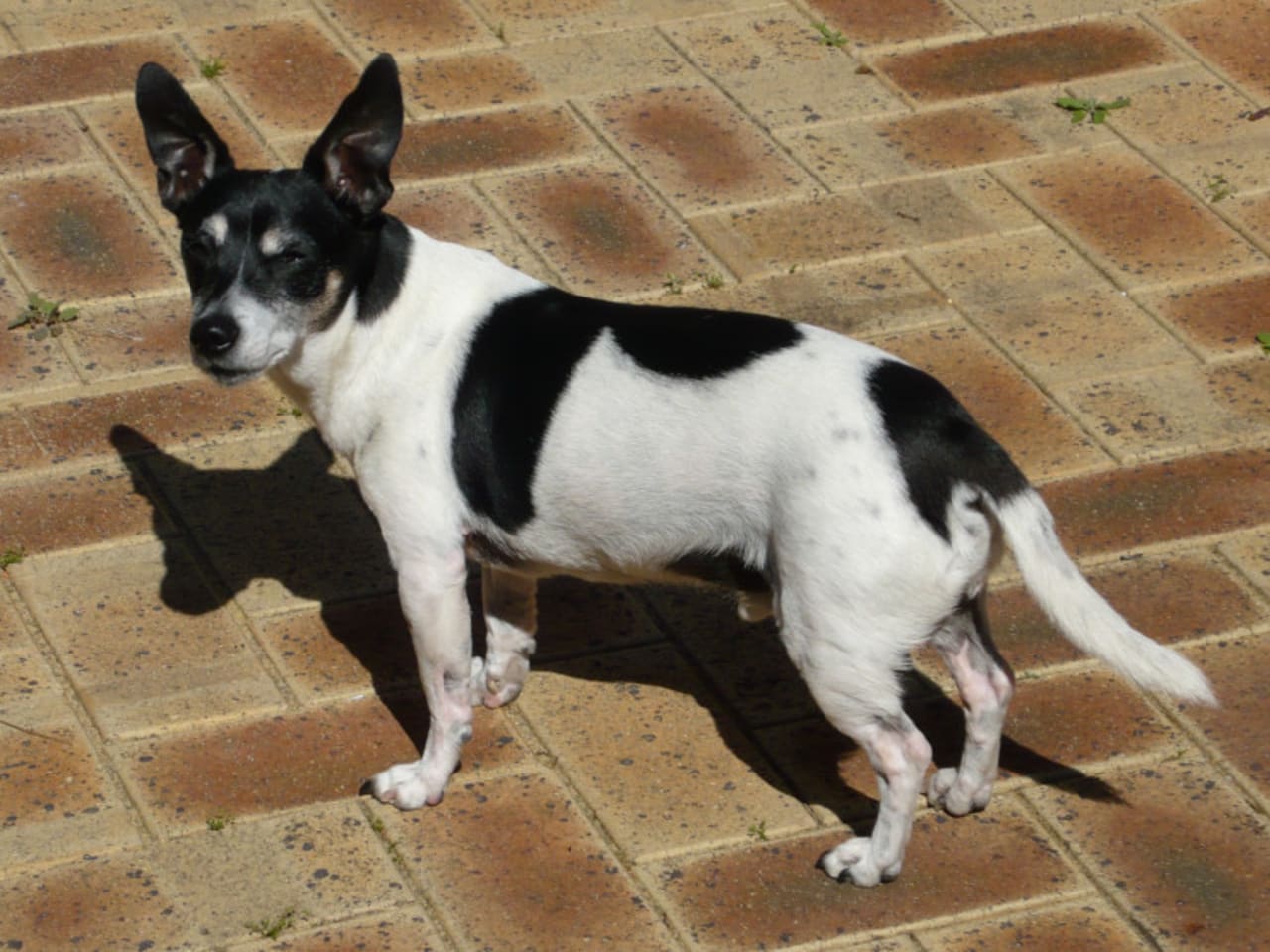 Tenterfield Terrier