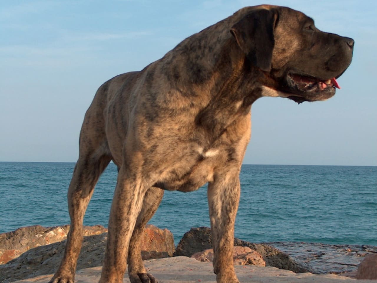 Presa Canario