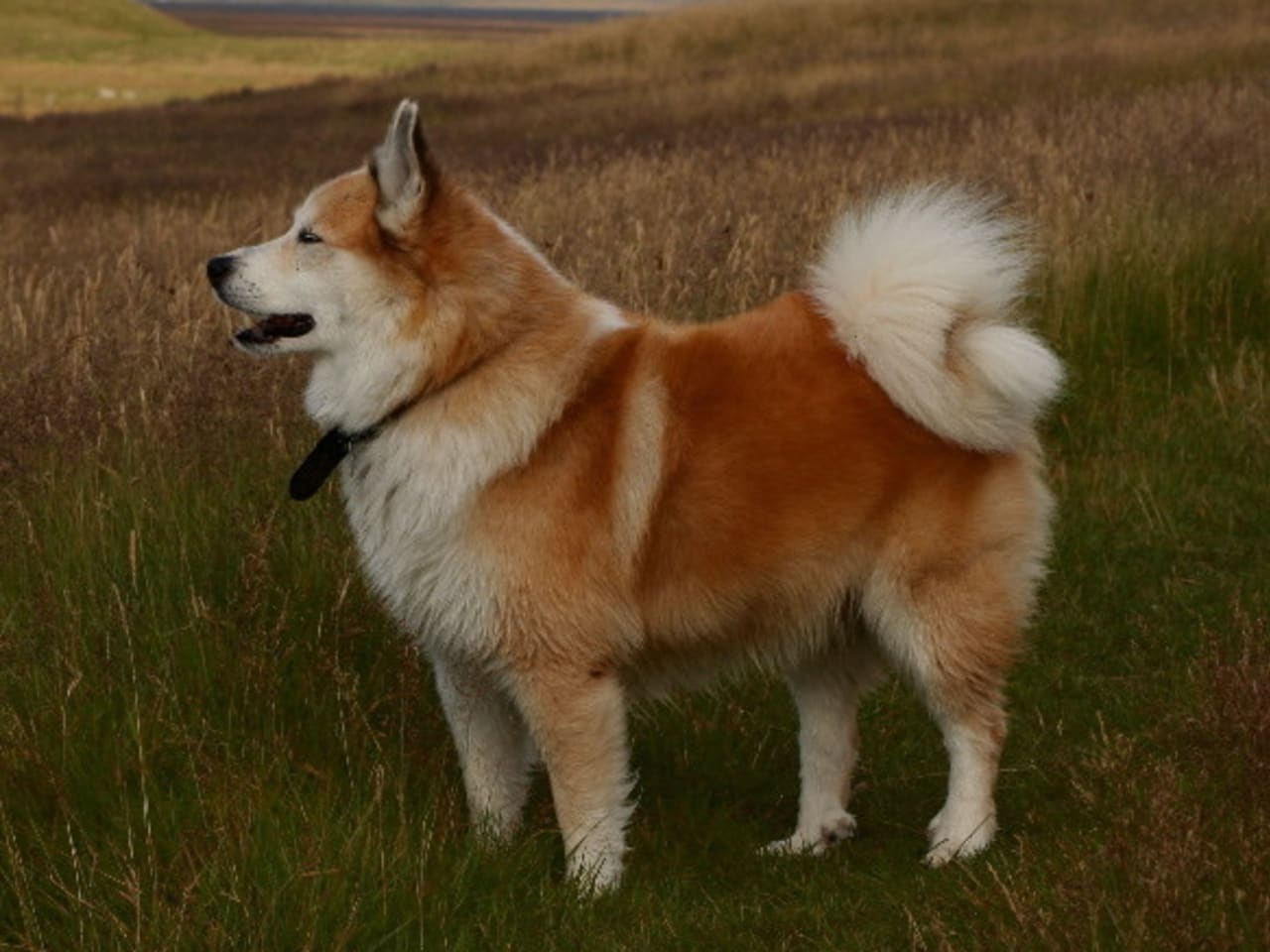 Icelandic Sheepdog