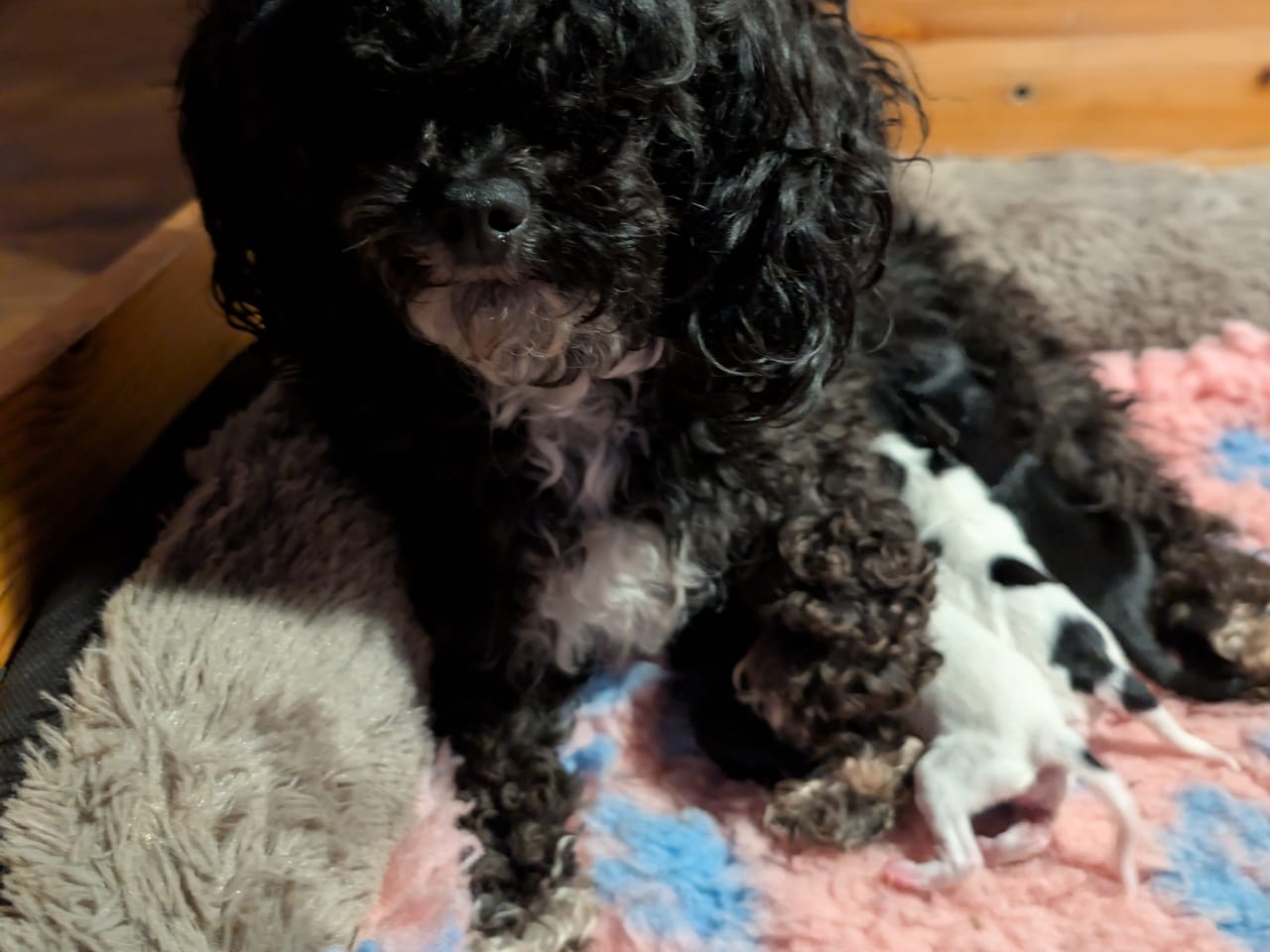 Papillon -pudel · 2025-12-04 · Hälleforsnäs · Lena A.