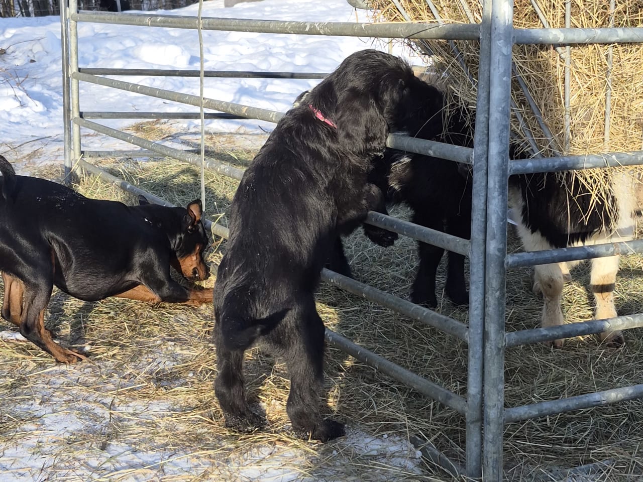 Labradoodle · 2025-12-09 · Kopparberg · Karin L.