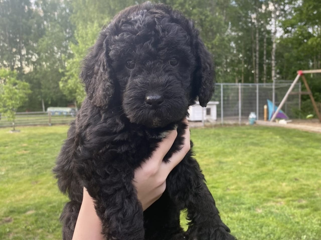 Labradoodle Goldendoodle · 2026-02-07 · Kumla · Malin S.
