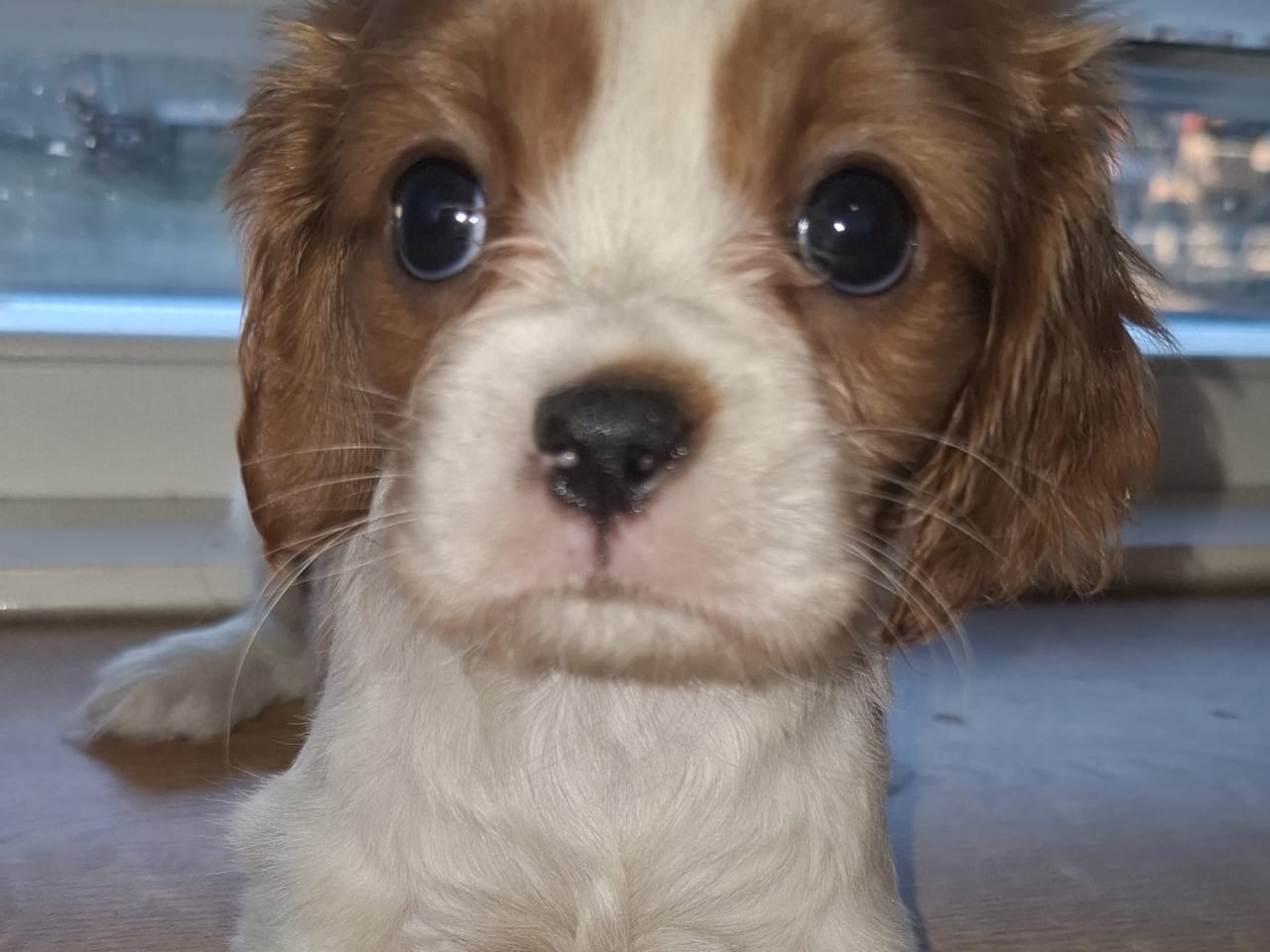 Cavalier King Charles Spaniel · 2025-11-15 · Högsby · Malin A.