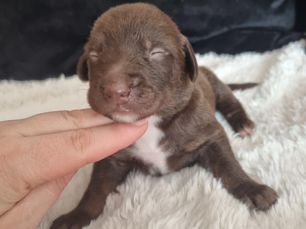 Xoloitzcuintle · 2026-01-29 · Hägersten · Heart Of Meijius