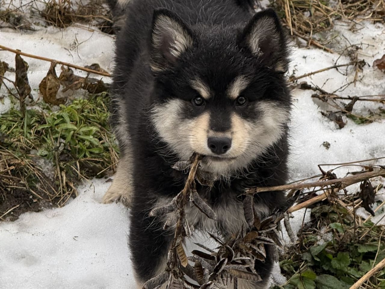Finnish Lapphund