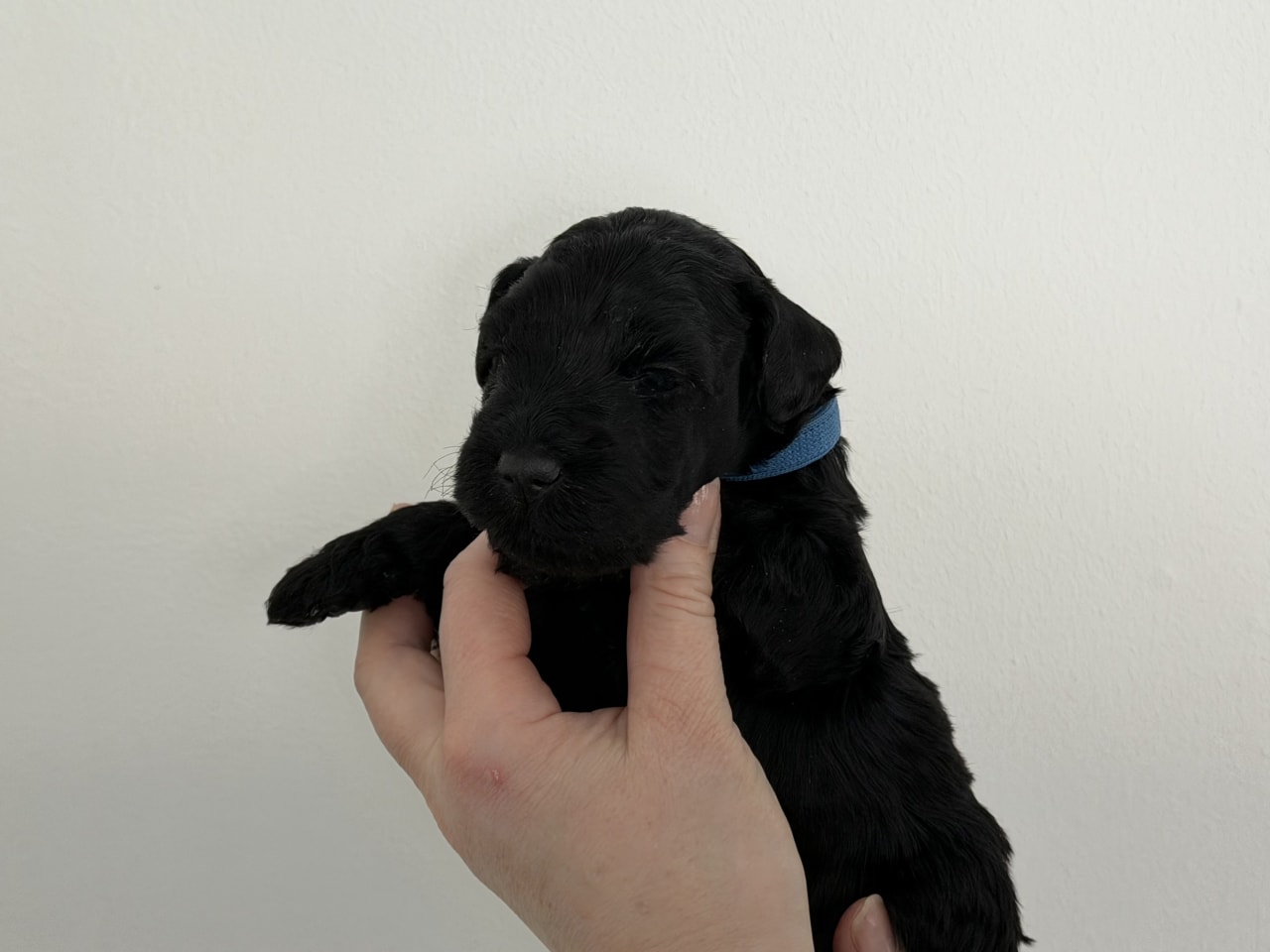 Kerry Blue Terrier