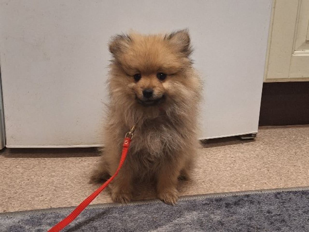 German Spitz – Mittelspitz