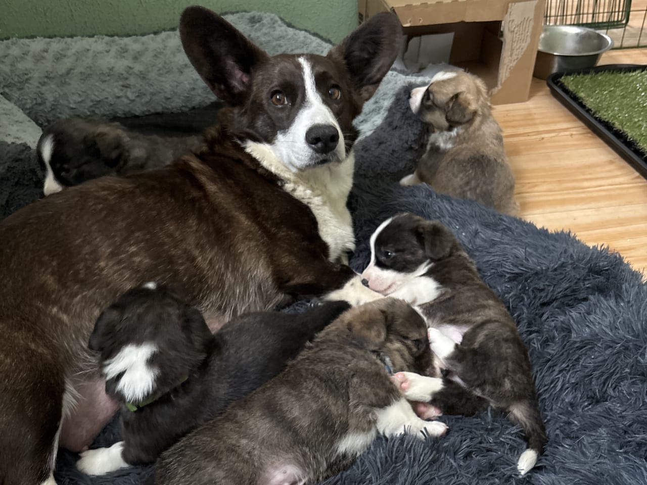 Welsh Corgi Cardigan · 2026-01-13 · Mellerud · Helena  Sundström