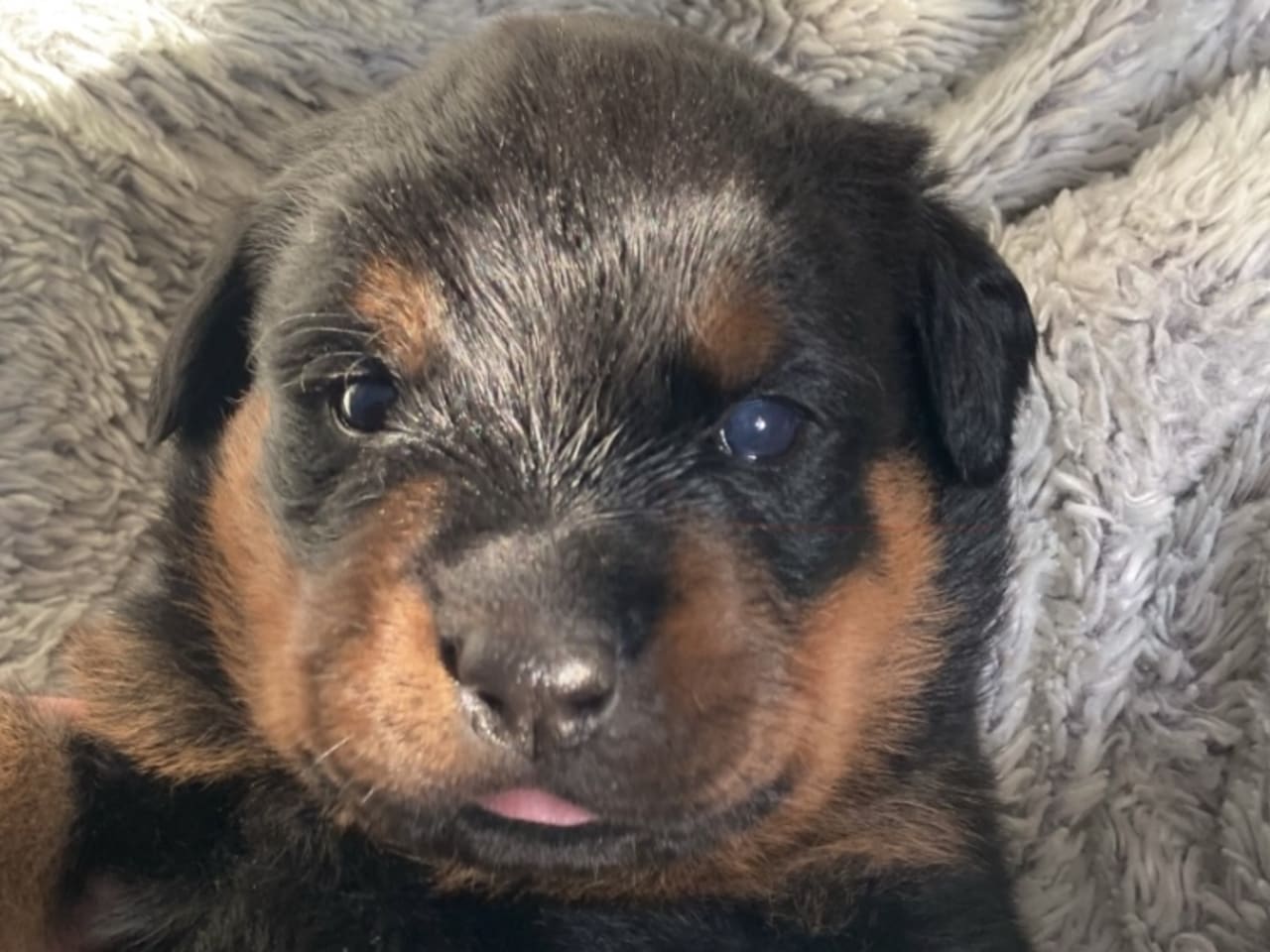 Rottweiler