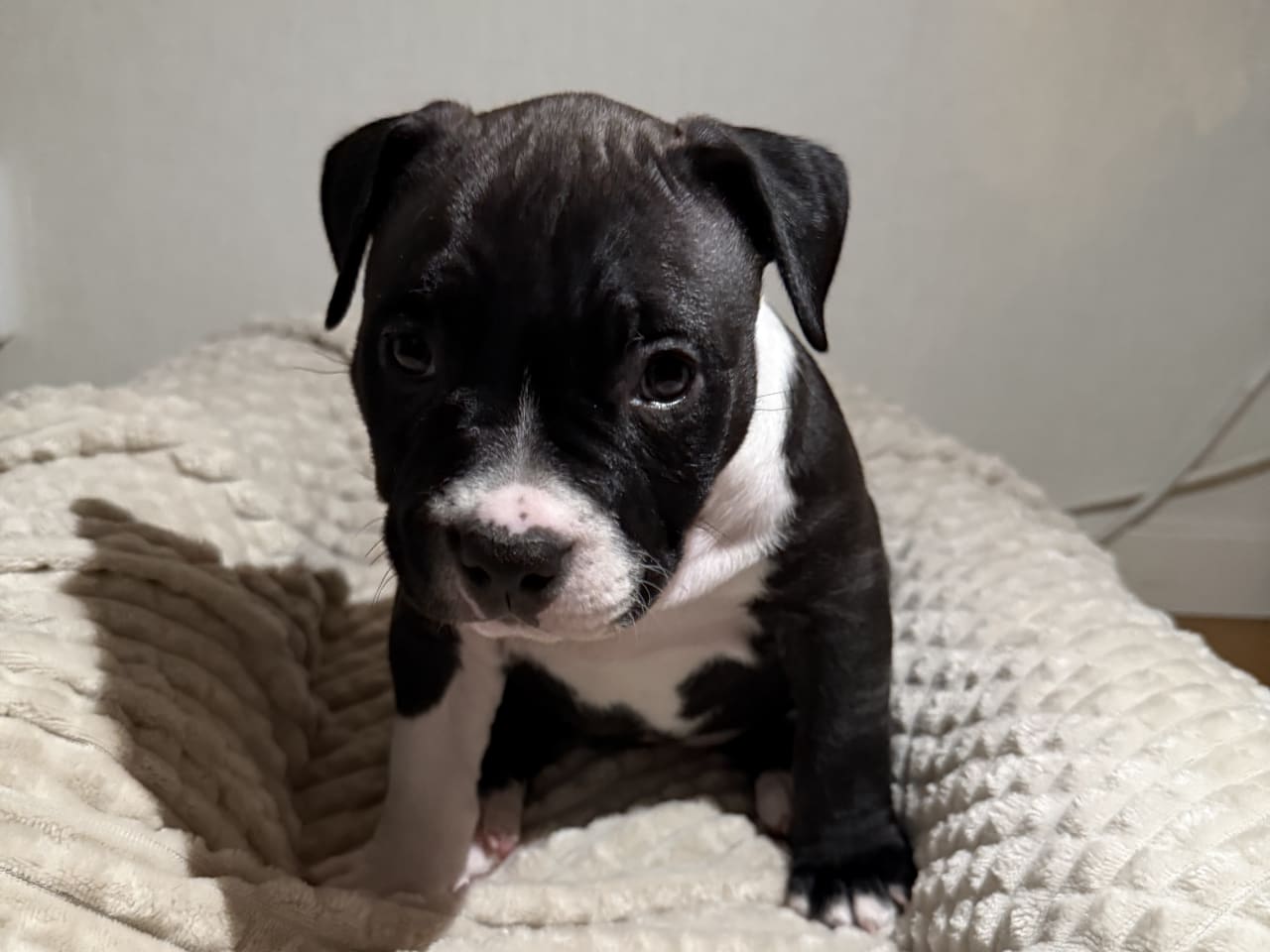 American bully · 2025-12-05 · Nykvarn · Malin W.