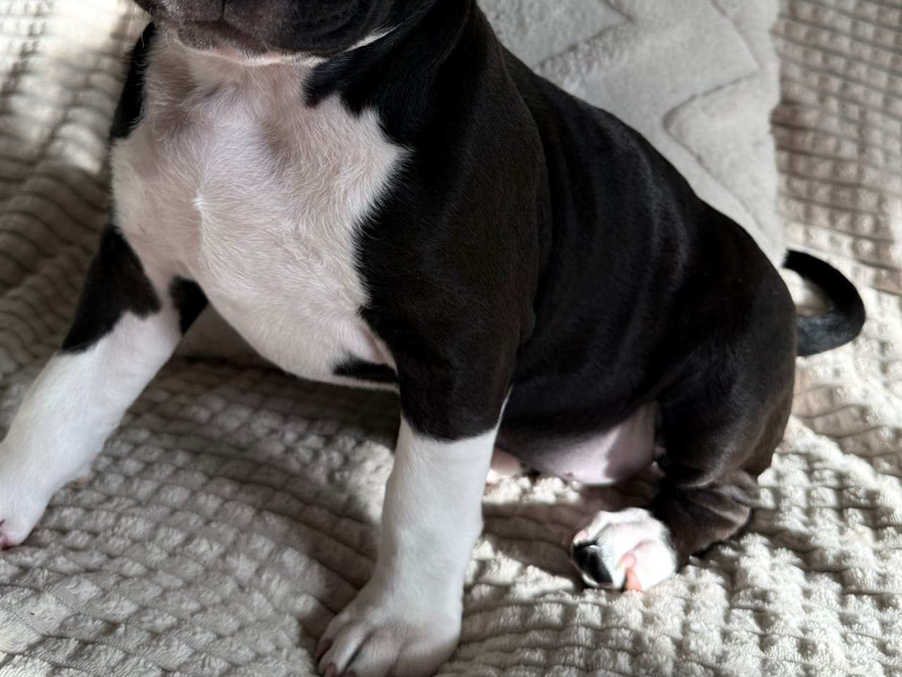 American Bully · 2025-12-05 · Nykvarn · Malin W.